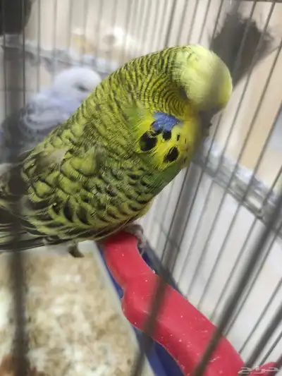 جوز بادجي فاخر من الآخر ماشاء الله 1