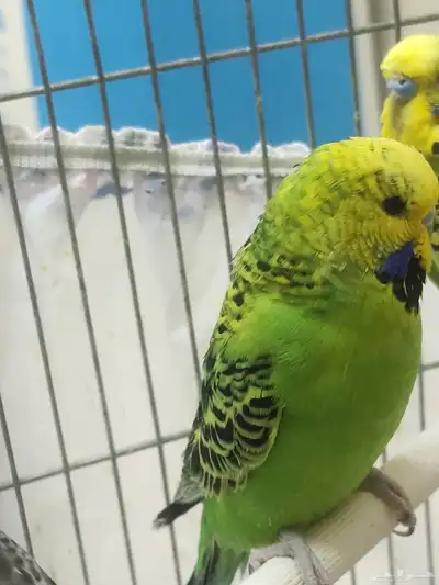 جوز بادجي فاخر من الآخر ماشاء الله 4