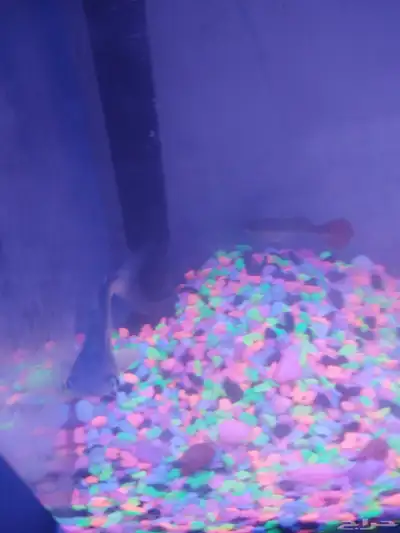 سمك للبيع 2