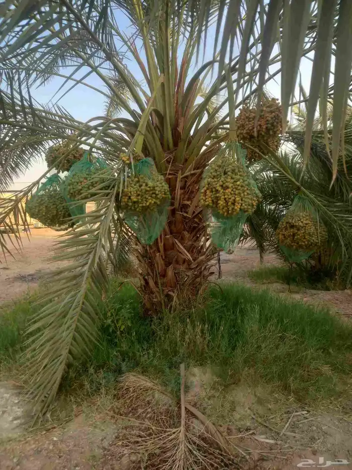 نخل اخلاص سكري شيشي برحي نبوت سلطان 0