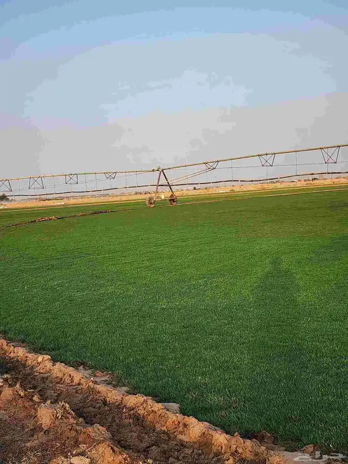 ثيل طبيعي C2000 من مزارع الخرج الدلم 9