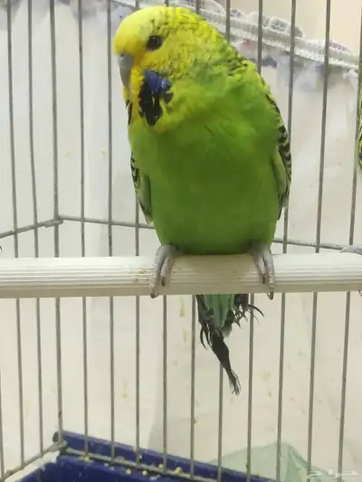 جوز بادجي فاخر من الآخر ماشاء الله 3