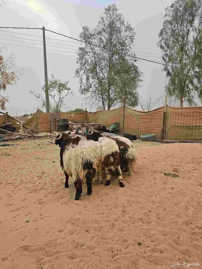 جذعان نعيم جبرات 3