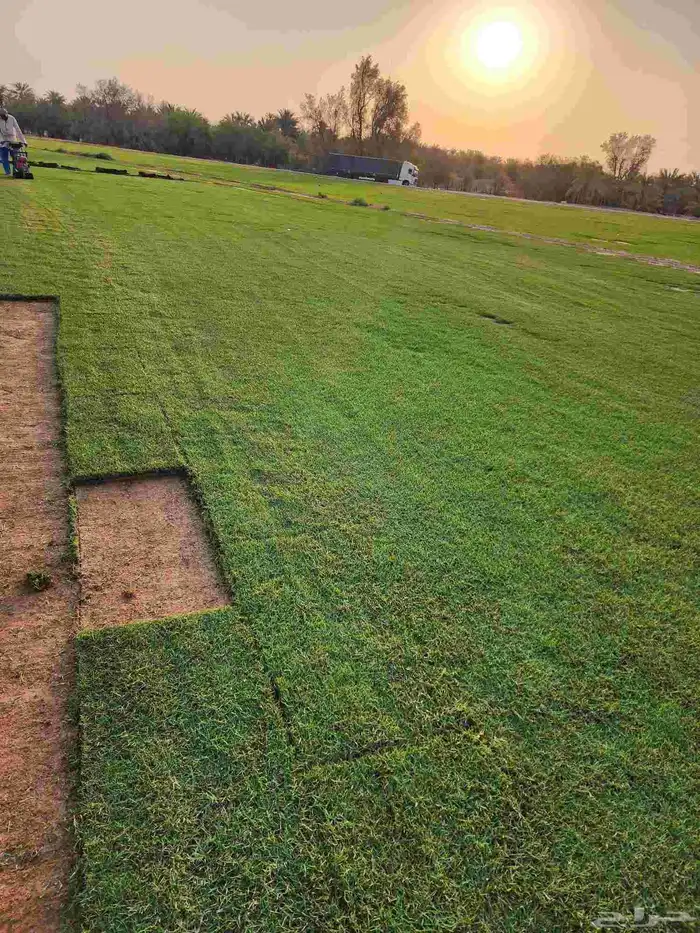 ثيل طبيعي C2000 من مزارع الخرج الدلم 6