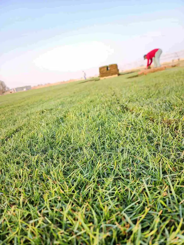 ثيل طبيعي C2000 من مزارع الخرج الدلم 7