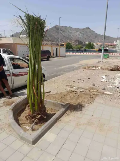 فسايل بثمرها طالع بتجاه الطائف مكه جده 5