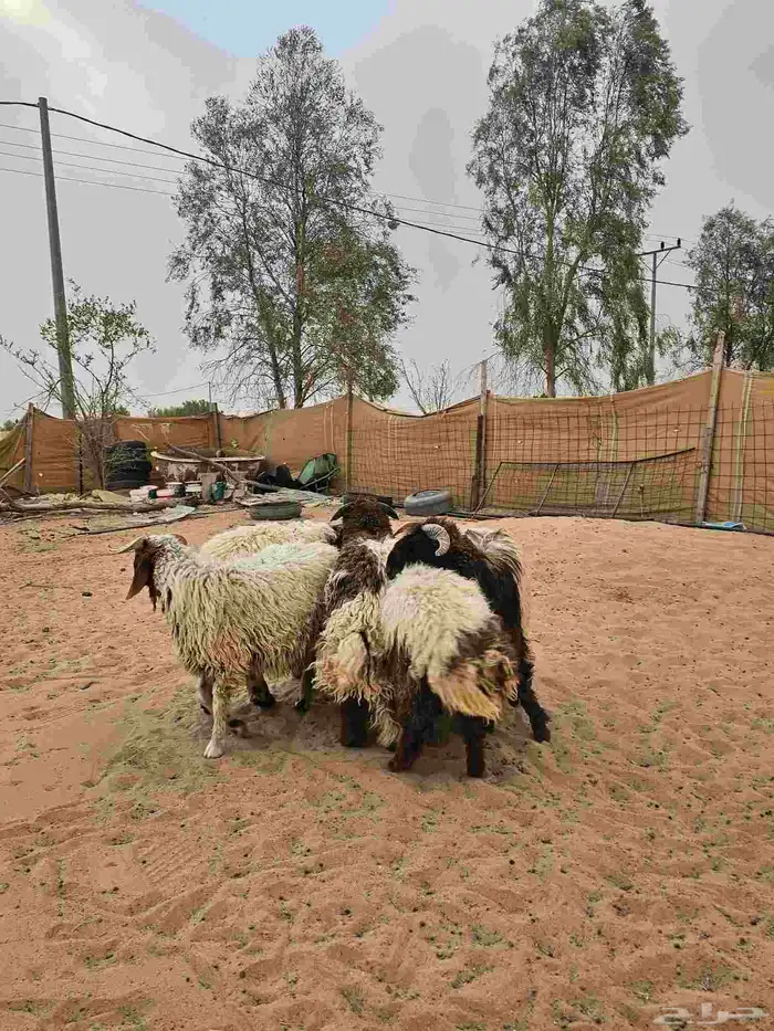 جذعان نعيم جبرات 4