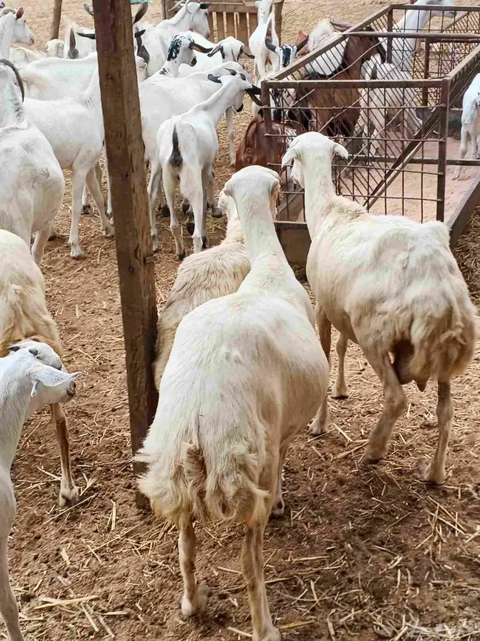 معنا رخيل بلدي رقم واحد معنا ضان قروب معنا جفار بلدي مزايين 6