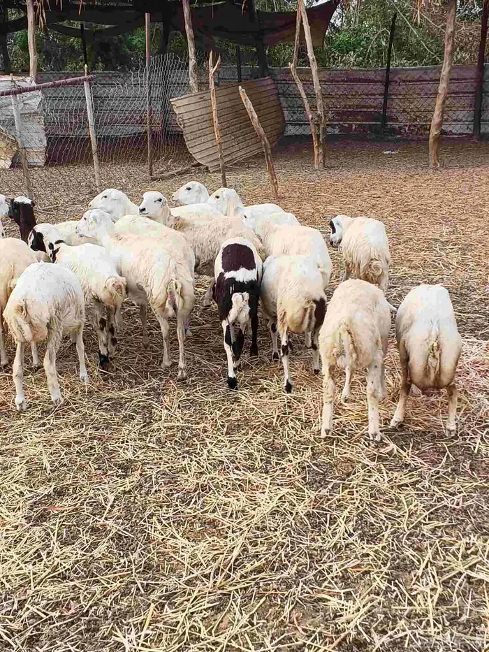 معنا رخيل بلدي رقم واحد معنا ضان قروب معنا جفار بلدي مزايين 1