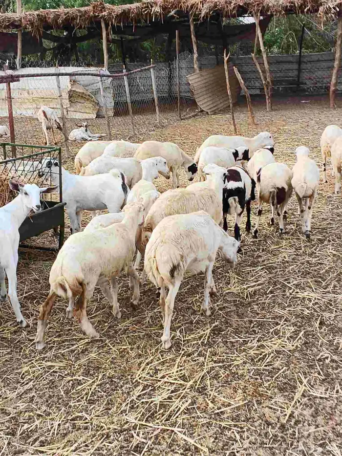 معنا رخيل بلدي رقم واحد معنا ضان قروب معنا جفار بلدي مزايين 3
