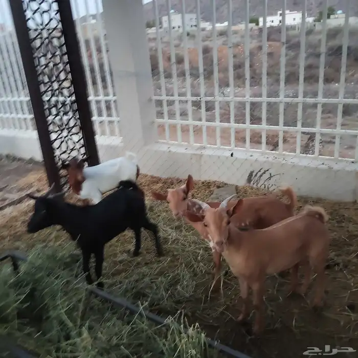 تيوس للبيع 0