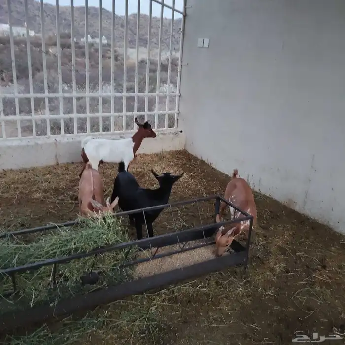تيوس للبيع 1