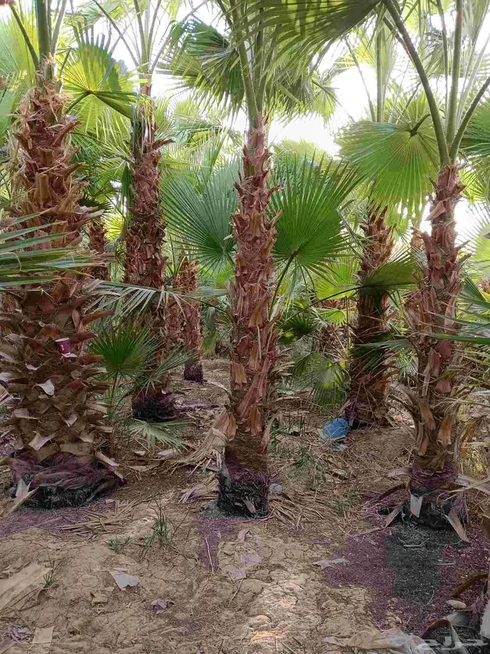 نخل واشنطن زينه للبيع بجميع مقاساته ونخل مثمر 0