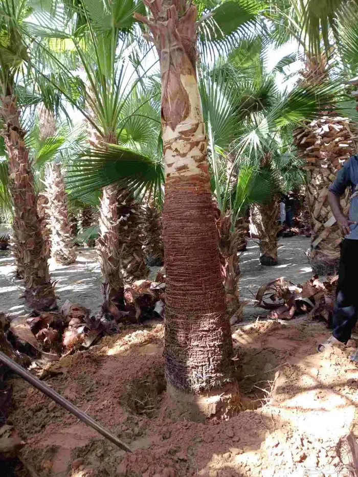 نخل واشنطن زينه للبيع بجميع مقاساته ونخل مثمر 9