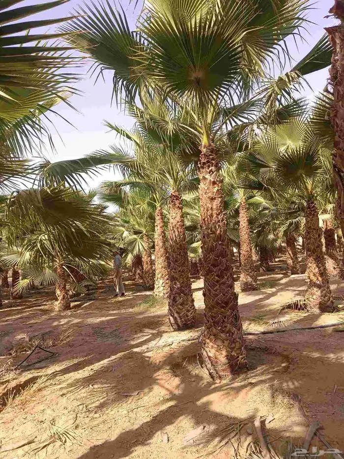 نخل واشنطن زينه للبيع بجميع مقاساته ونخل مثمر 6