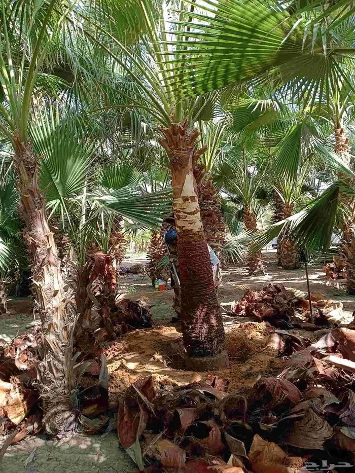 نخل واشنطن زينه للبيع بجميع مقاساته ونخل مثمر 8