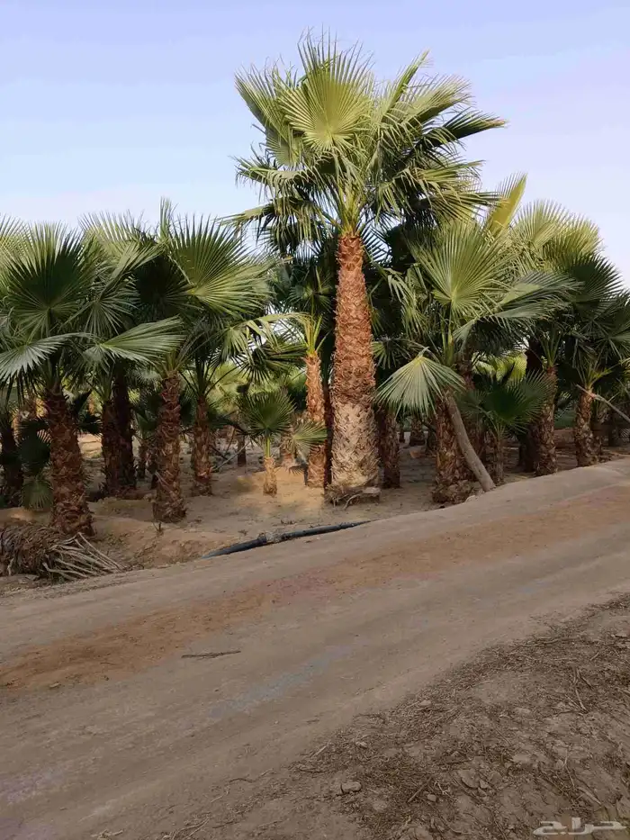 نخل واشنطن زينه للبيع بجميع مقاساته ونخل مثمر 3