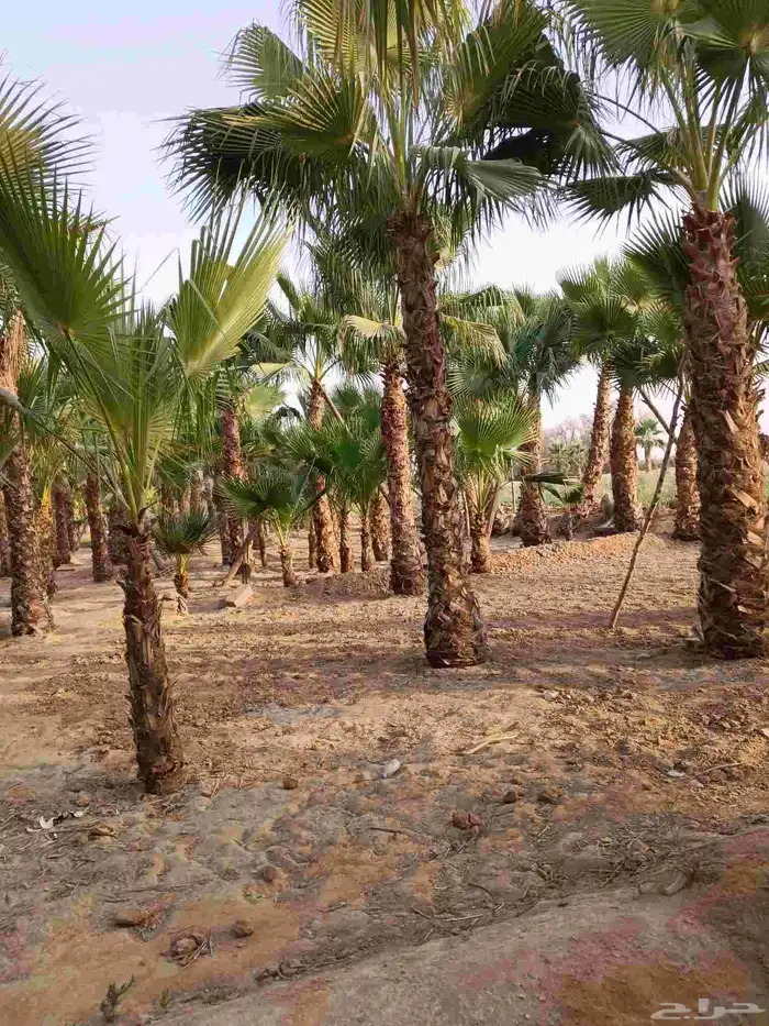 نخل واشنطن زينه للبيع بجميع مقاساته ونخل مثمر 4