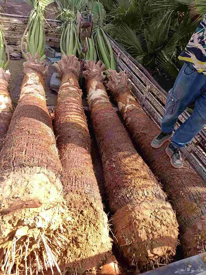 نخل واشنطن زينه للبيع بجميع مقاساته ونخل مثمر 11