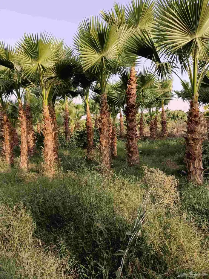 نخل واشنطن زينه للبيع بجميع مقاساته ونخل مثمر 2