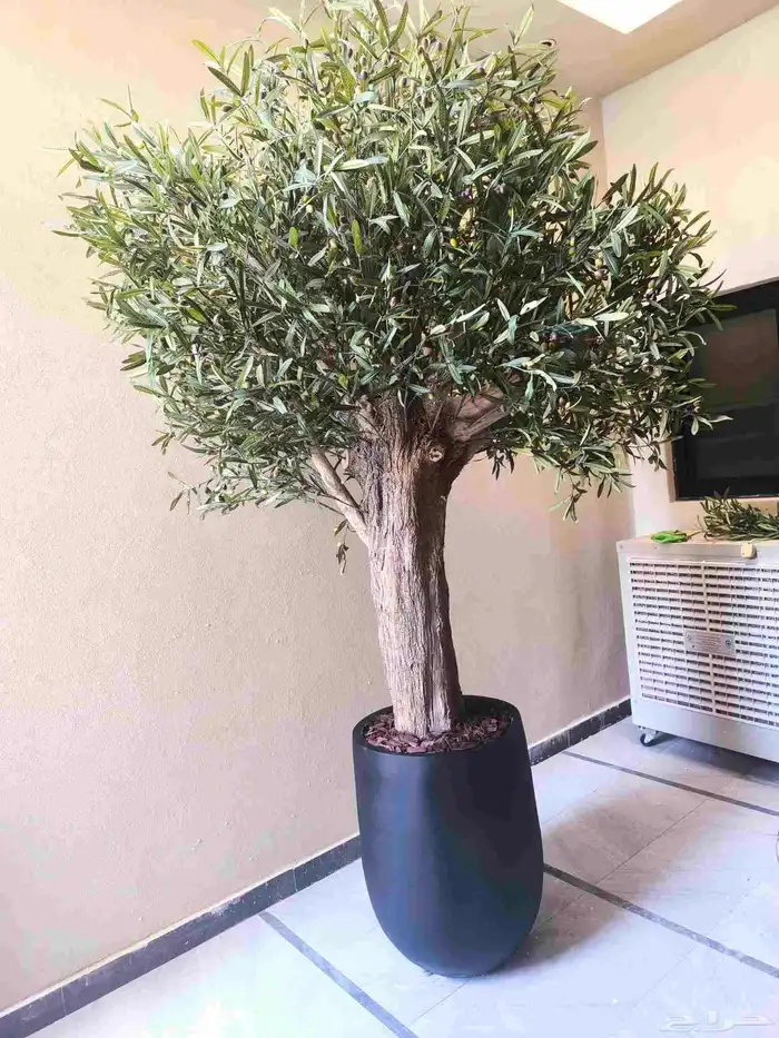 اشجار زيتون صناعي 8