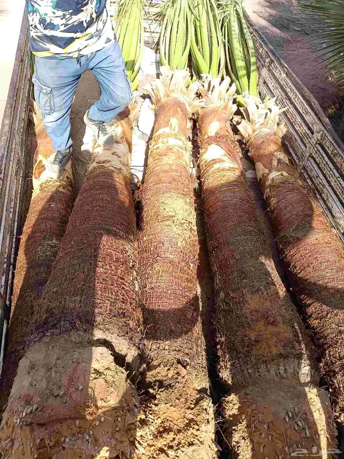 نخل واشنطن زينه للبيع بجميع مقاساته ونخل مثمر 13