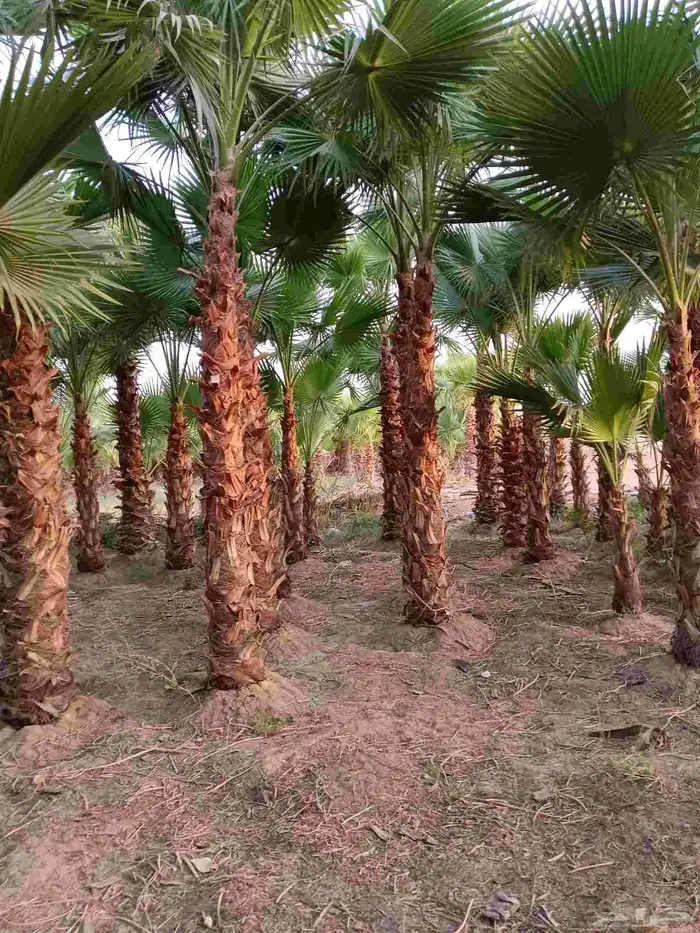 نخل واشنطن زينه للبيع بجميع مقاساته ونخل مثمر 1