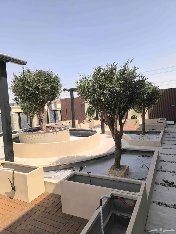 اشجار زيتون صناعي 3