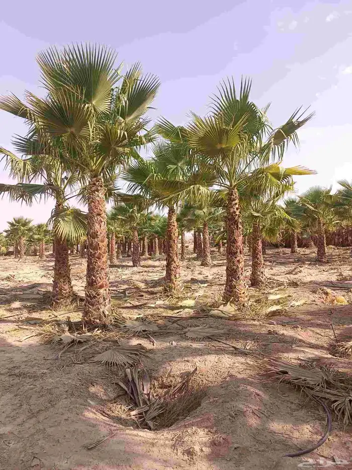 نخل واشنطن زينه للبيع بجميع مقاساته ونخل مثمر 14