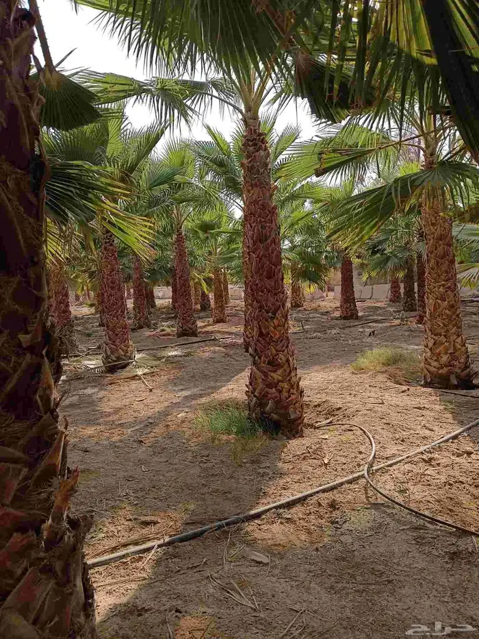 نخل واشنطن زينه للبيع بجميع مقاساته ونخل مثمر 15