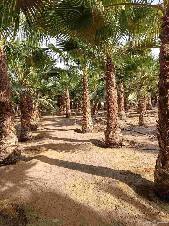 نخل واشنطن زينه للبيع بجميع مقاساته ونخل مثمر 7