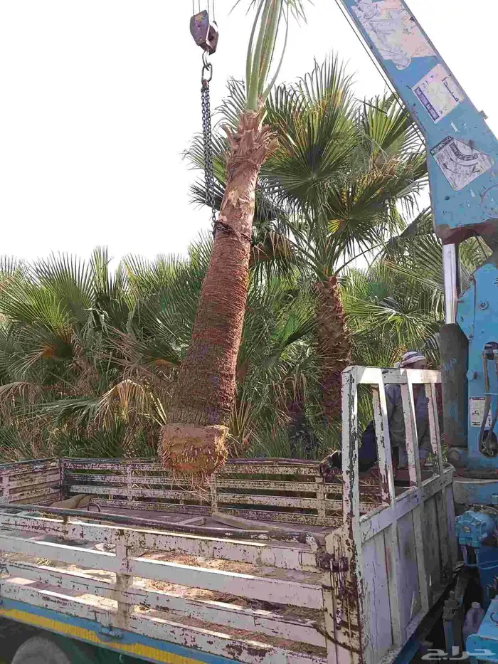 نخل واشنطن زينه للبيع بجميع مقاساته ونخل مثمر 10