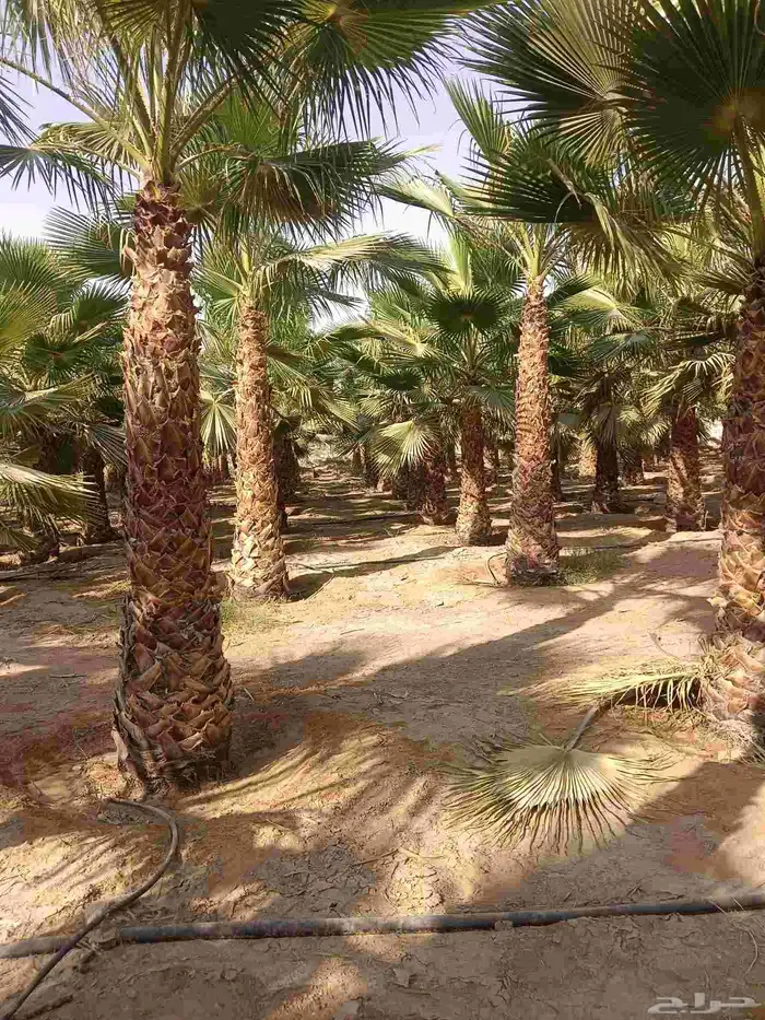 نخل واشنطن زينه للبيع بجميع مقاساته ونخل مثمر 5
