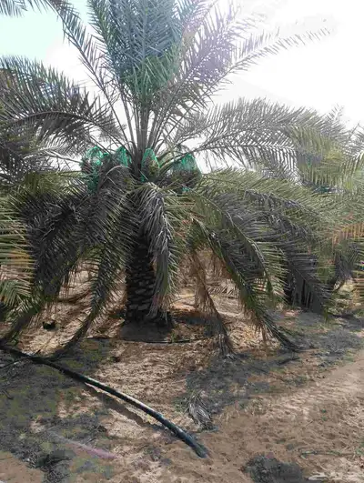 موجود لدينا مزرعه خلاص 2000 نخله بالكيلو عليه السوم 4 ريال و 1