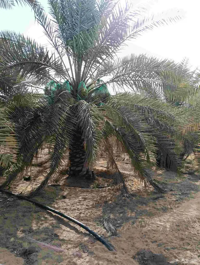 موجود لدينا مزرعه خلاص 2000 نخله بالكيلو عليه السوم 4 ريال و 1