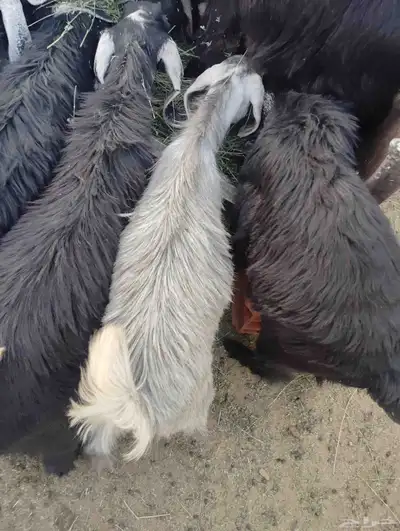 تيوس سته شهور طيبات 1