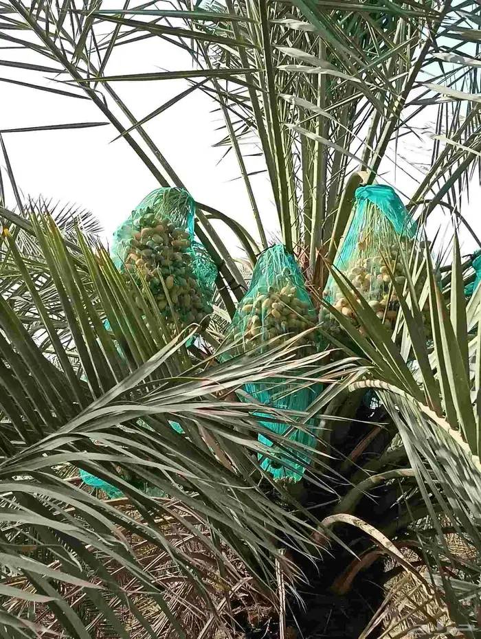 موجود لدينا مزرعه خلاص 2000 نخله بالكيلو عليه السوم 4 ريال و 6