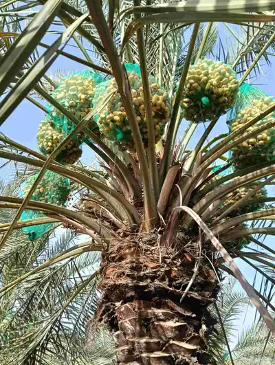 موجود لدينا مزرعه خلاص 2000 نخله بالكيلو عليه السوم 4 ريال و 8