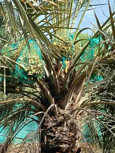 موجود لدينا مزرعه خلاص 2000 نخله بالكيلو عليه السوم 4 ريال و 5