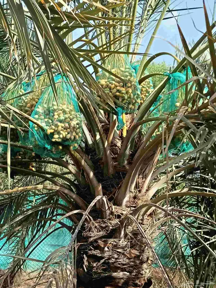 موجود لدينا مزرعه خلاص 2000 نخله بالكيلو عليه السوم 4 ريال و 5