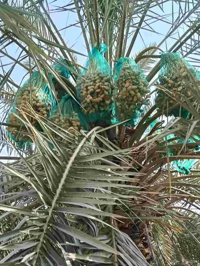 موجود لدينا مزرعه خلاص 2000 نخله بالكيلو عليه السوم 4 ريال و 3