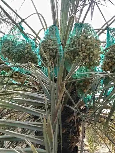 موجود لدينا مزرعه خلاص 2000 نخله بالكيلو عليه السوم 4 ريال و 7