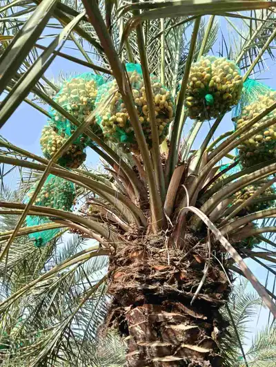 موجود لدينا مزرعه خلاص 2000 نخله بالكيلو عليه السوم 4 ريال و 9