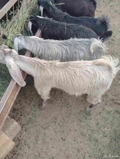 تيوس سته شهور طيبات 0