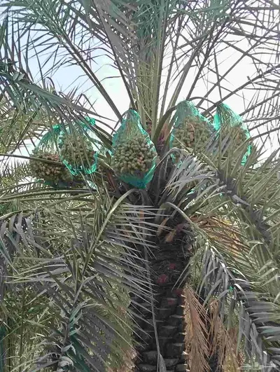موجود لدينا مزرعه خلاص 2000 نخله بالكيلو عليه السوم 4 ريال و 4