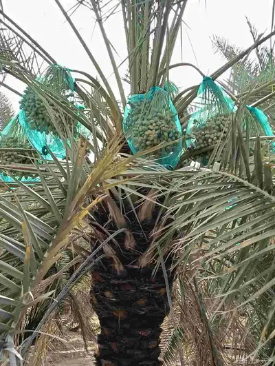 موجود لدينا مزرعه خلاص 2000 نخله بالكيلو عليه السوم 4 ريال و 2