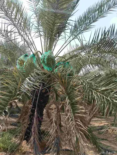 موجود لدينا مزرعه خلاص 2000 نخله بالكيلو عليه السوم 4 ريال و 0