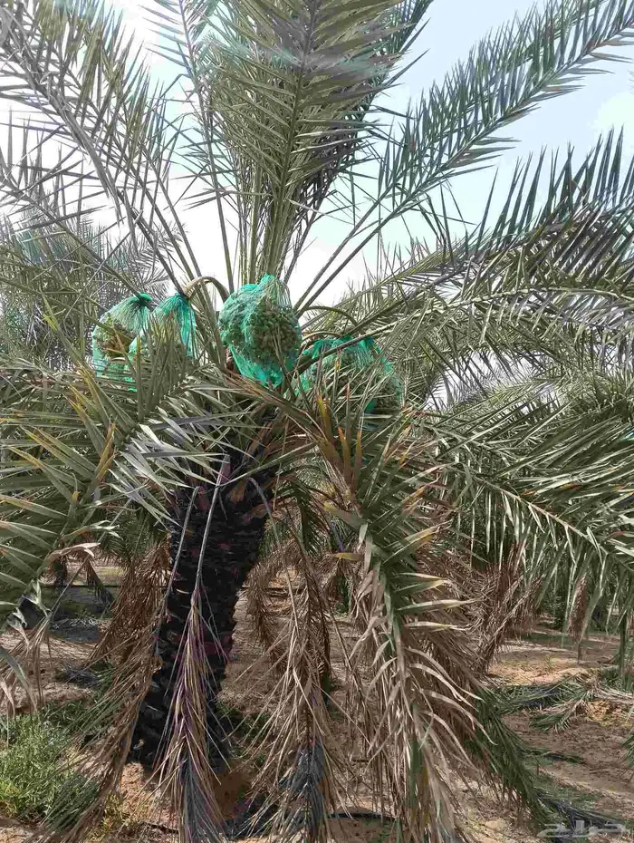 موجود لدينا مزرعه خلاص 2000 نخله بالكيلو عليه السوم 4 ريال و 0