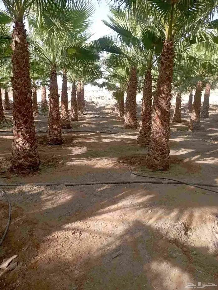 نخل وشنطني زينه ونخيل مثمر وأشجار زينه للبيع 12