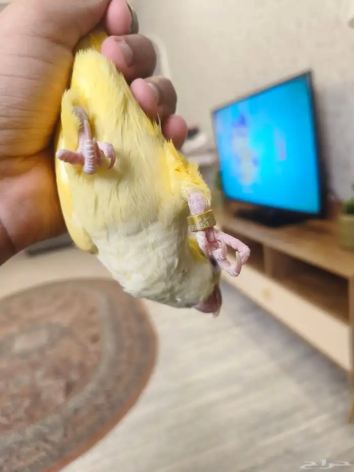 ((تم البيع))كويكر لاتينو اليييف وهدد نشبه ومتكلم TOP 6